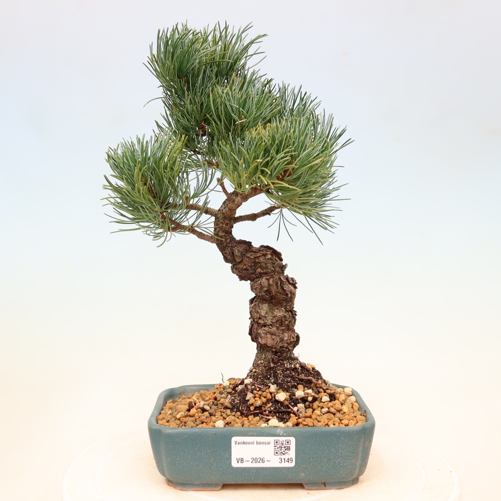 Bonsaï d'extérieur - Pinus parviflora - Pinus parviflora