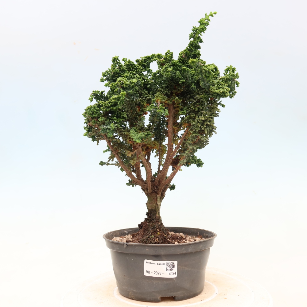 Bonsaï d'extérieur - Cham. obtusa SEKKA HINOKI - Cyprès