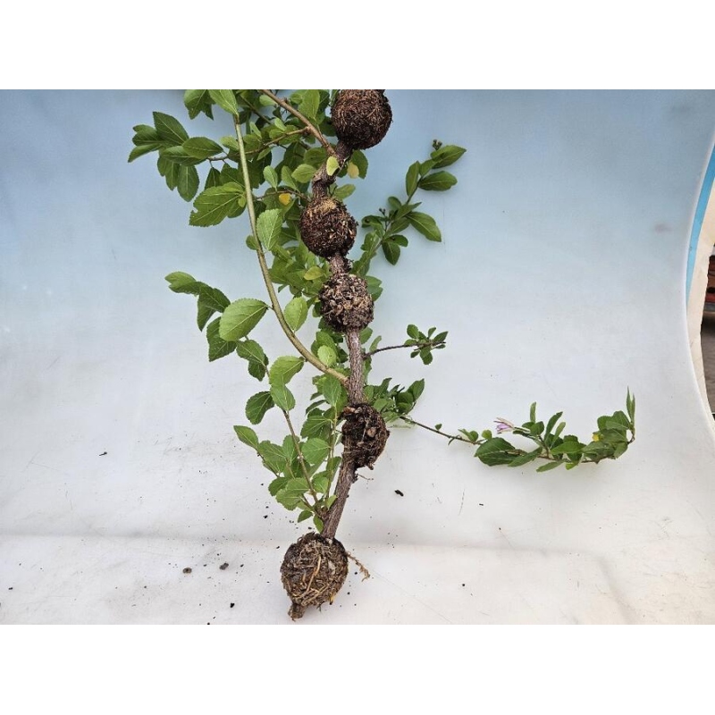 Sphères 12 cm transparentes 10 pcs