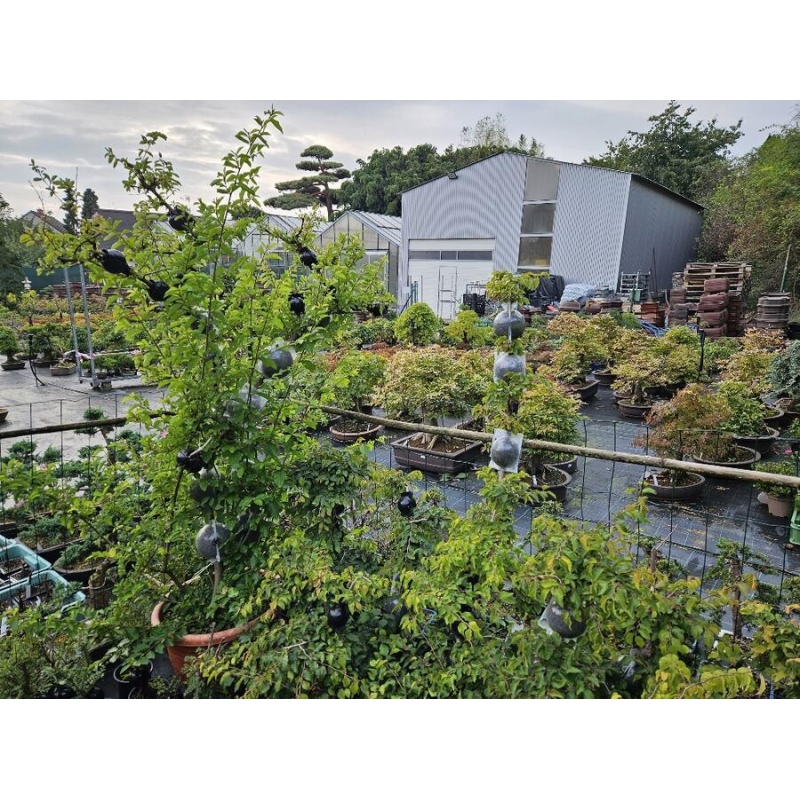 Sphères 12 cm transparentes 10 pcs