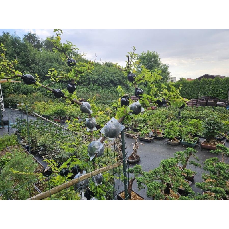 Boules de coupe 5 cm transparentes 10 pcs