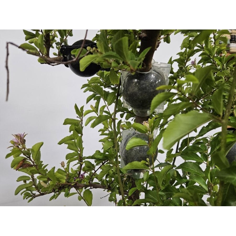 Boules de coupe 5 cm transparentes 100 pcs