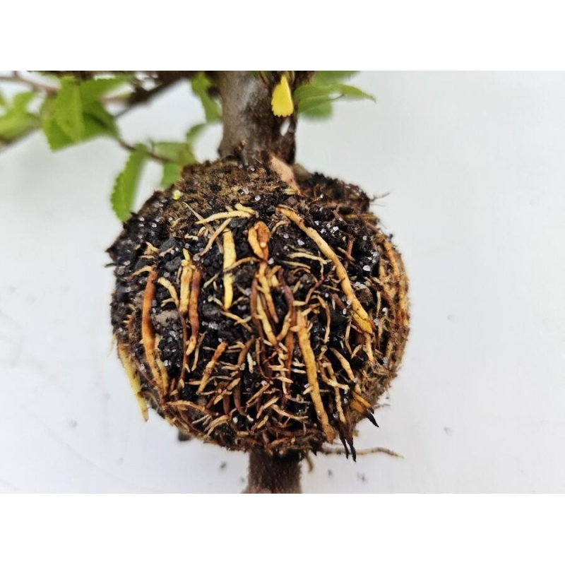 Boule à découper 8 cm transparente