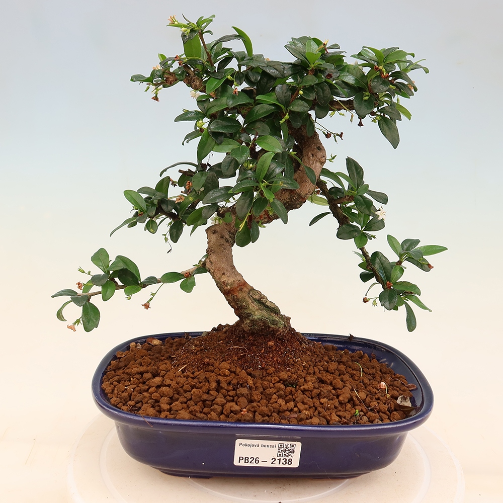 Bonsaï de chambre - Carmona macrophylla - Tea fuki