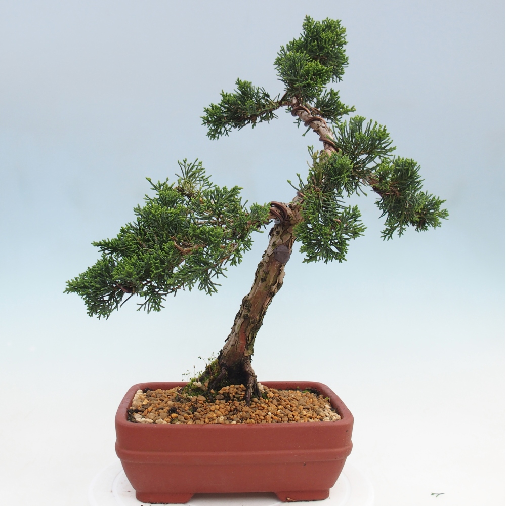 Bonsaï d'extérieur - Juniperus chinensis Kishu