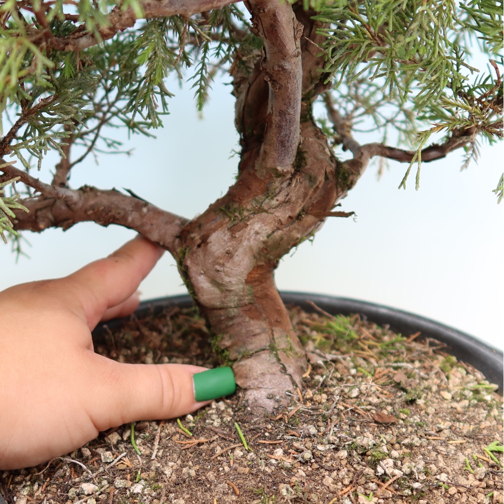 Bonsaï d'extérieur - Juniperus chinensis Itoigawa-Juniperus chinensis
