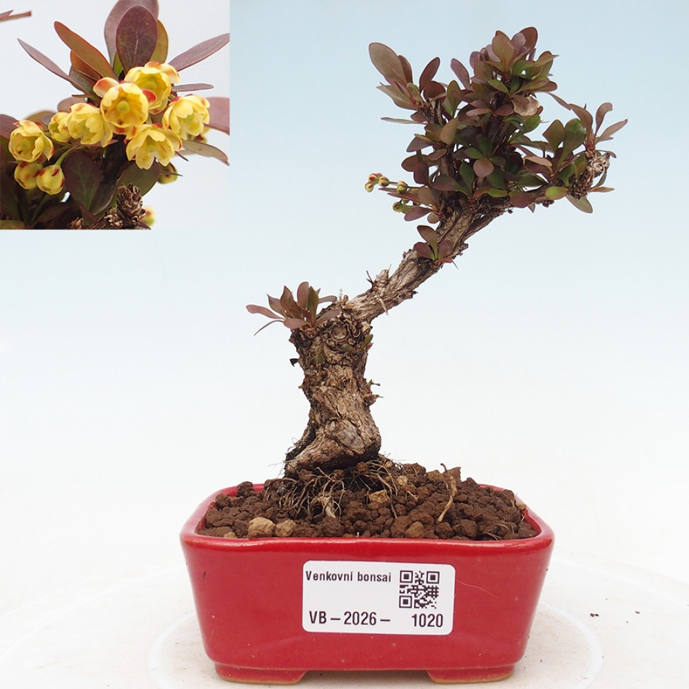 Bonsaï d'extérieur - Berberis Thunbergii Bagatelle