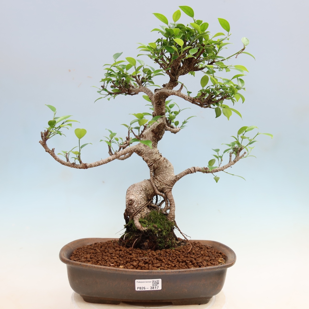 Salle bonsaï - Ficus kimmen - ficus à petites feuilles