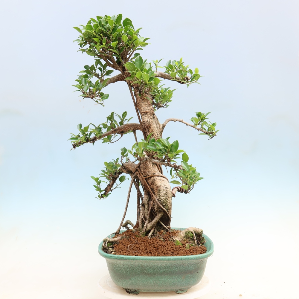 Salle bonsaï - Ficus kimmen - ficus à petites feuilles