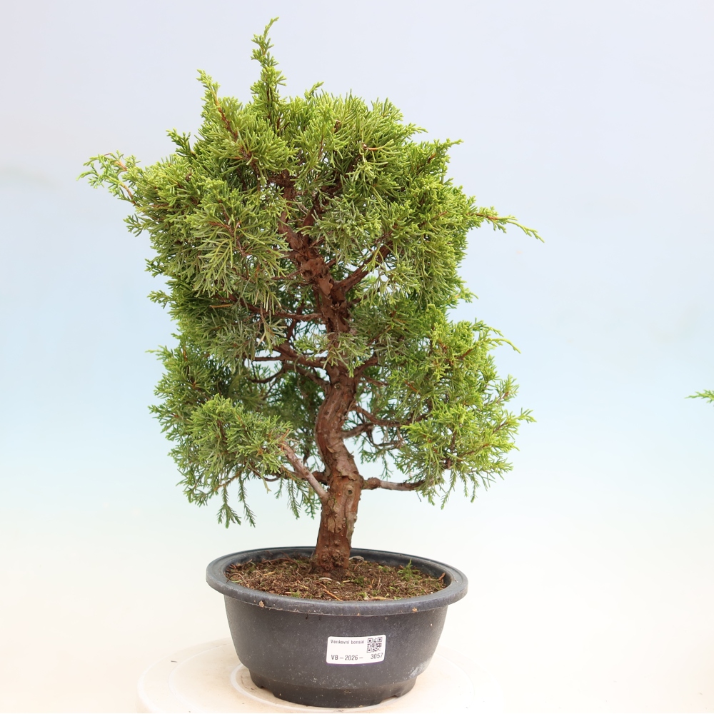 Bonsaï d'extérieur - Juniperus chinensis Itoigawa-Juniperus chinensis