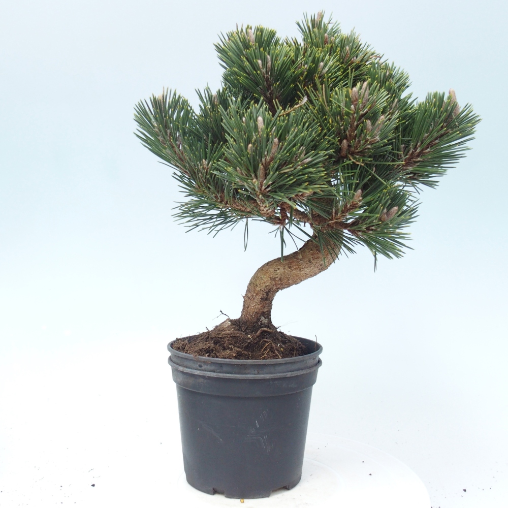 Bonsaï d'extérieur - Pinus thunbergii senjyumaru - Pin de Thunberg