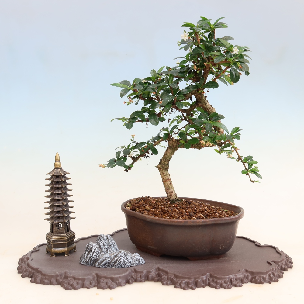 Socle en plastique pour bonsaï 43 x 25 x 1,5 cm, couleur marron