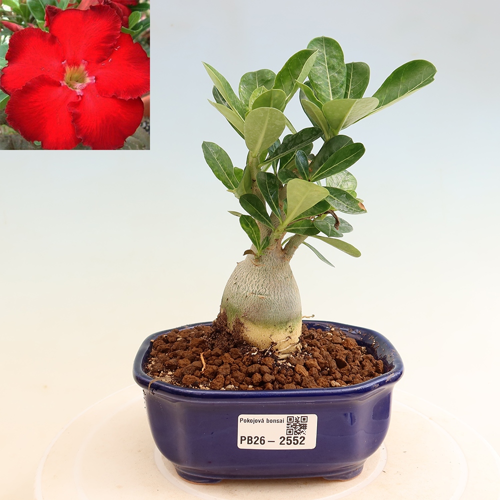 Bonsaï d'intérieur - Adenium obesum Red Star - Rose du désert
