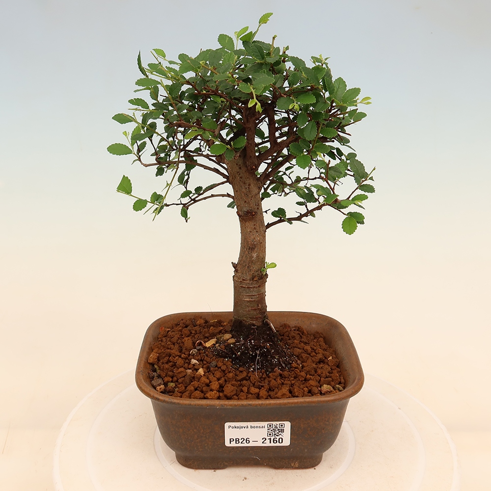 Bonsaï de chambre - Ulmus parvifolia - Orme à petites feuilles