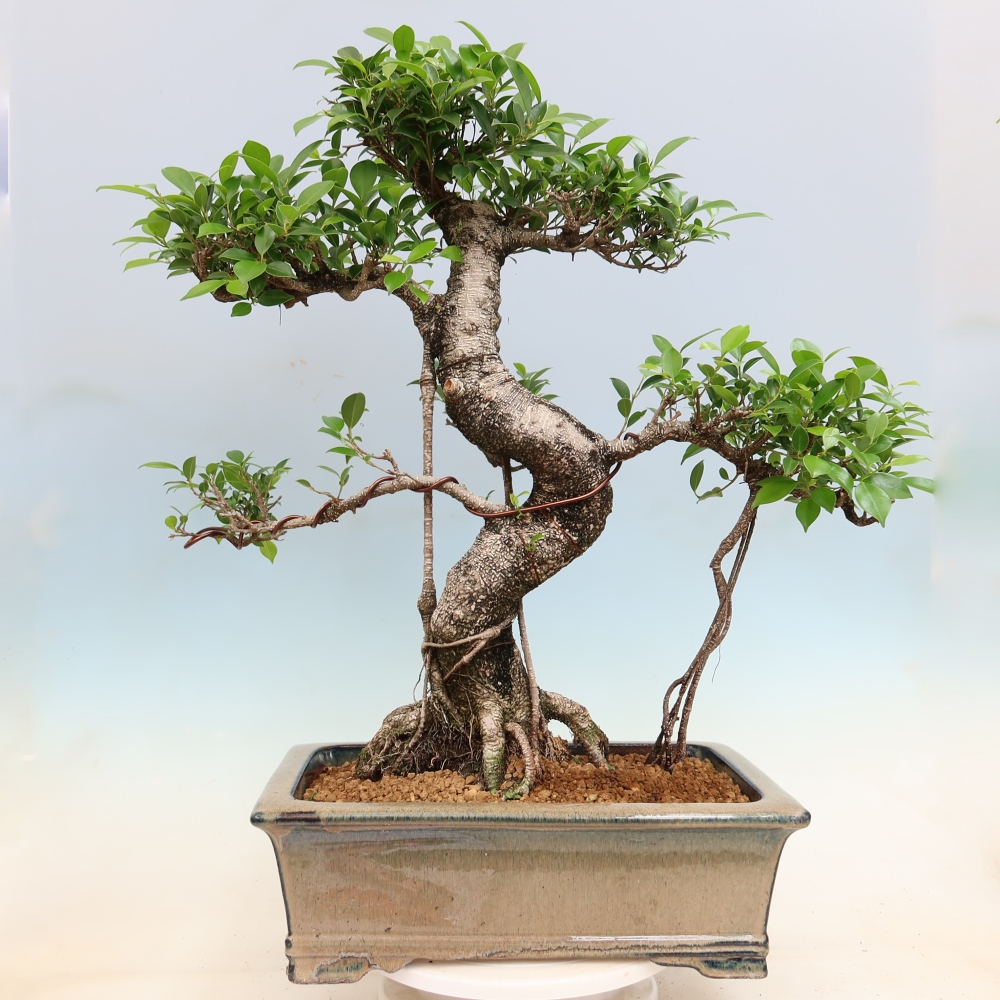 Salle bonsaï - Ficus kimmen - ficus à petites feuilles