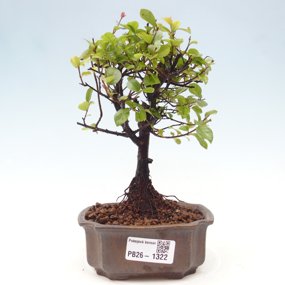 Bonsaï de chambre - Sageretia thea - Sageretia thea