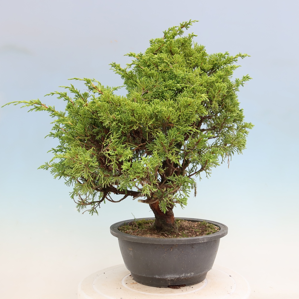 Bonsaï d'extérieur - Juniperus chinensis Itoigawa-Juniperus chinensis