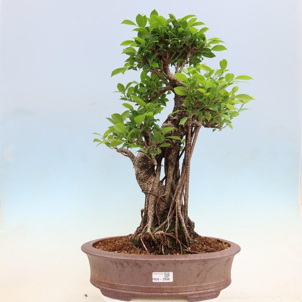 Salle bonsaï - Ficus kimmen - ficus à petites feuilles