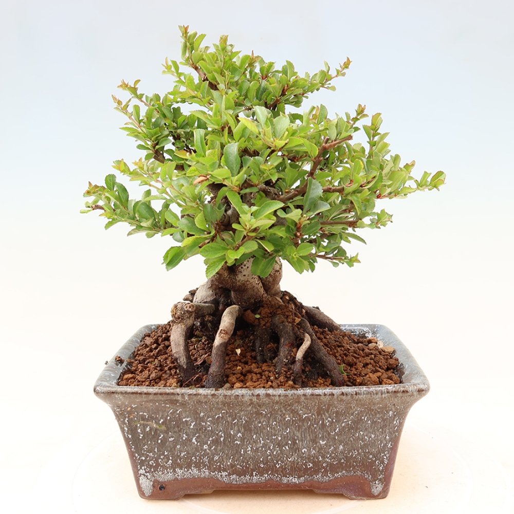 Bonsaï d'extérieur - Chaneomeles speciosa Chojubai