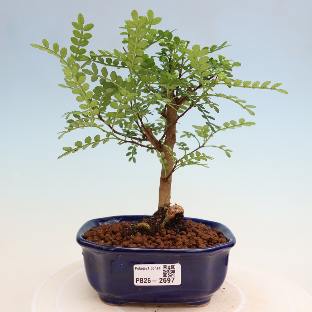 Salle bonsaï - Zantoxylum piperitum - arbre à poivre
