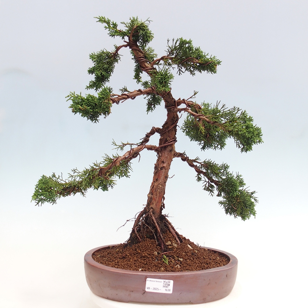 Bonsaï d'extérieur - Juniperus chinensis Kishu