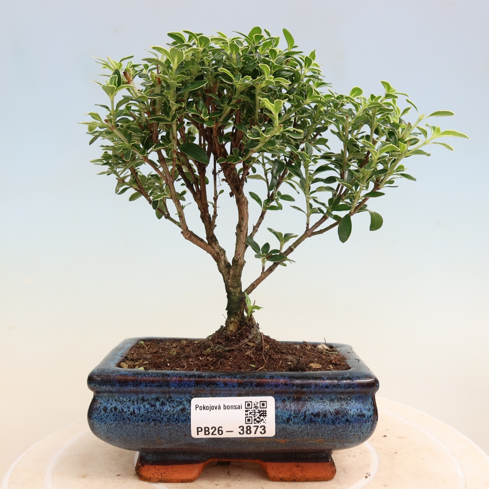 Salle bonsaï - Serissa foetida Variegata - Arbre aux mille étoiles