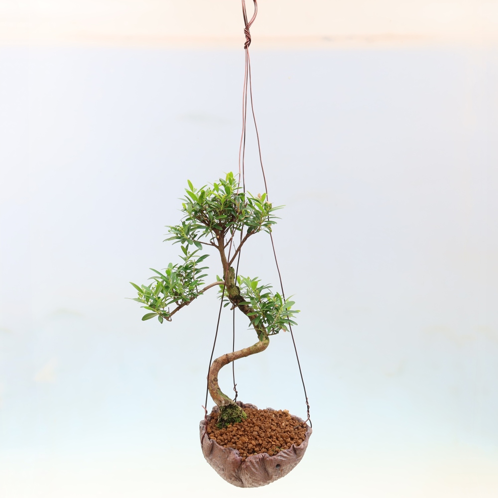 Kokedama en céramique -Syzygium - arbre à piment