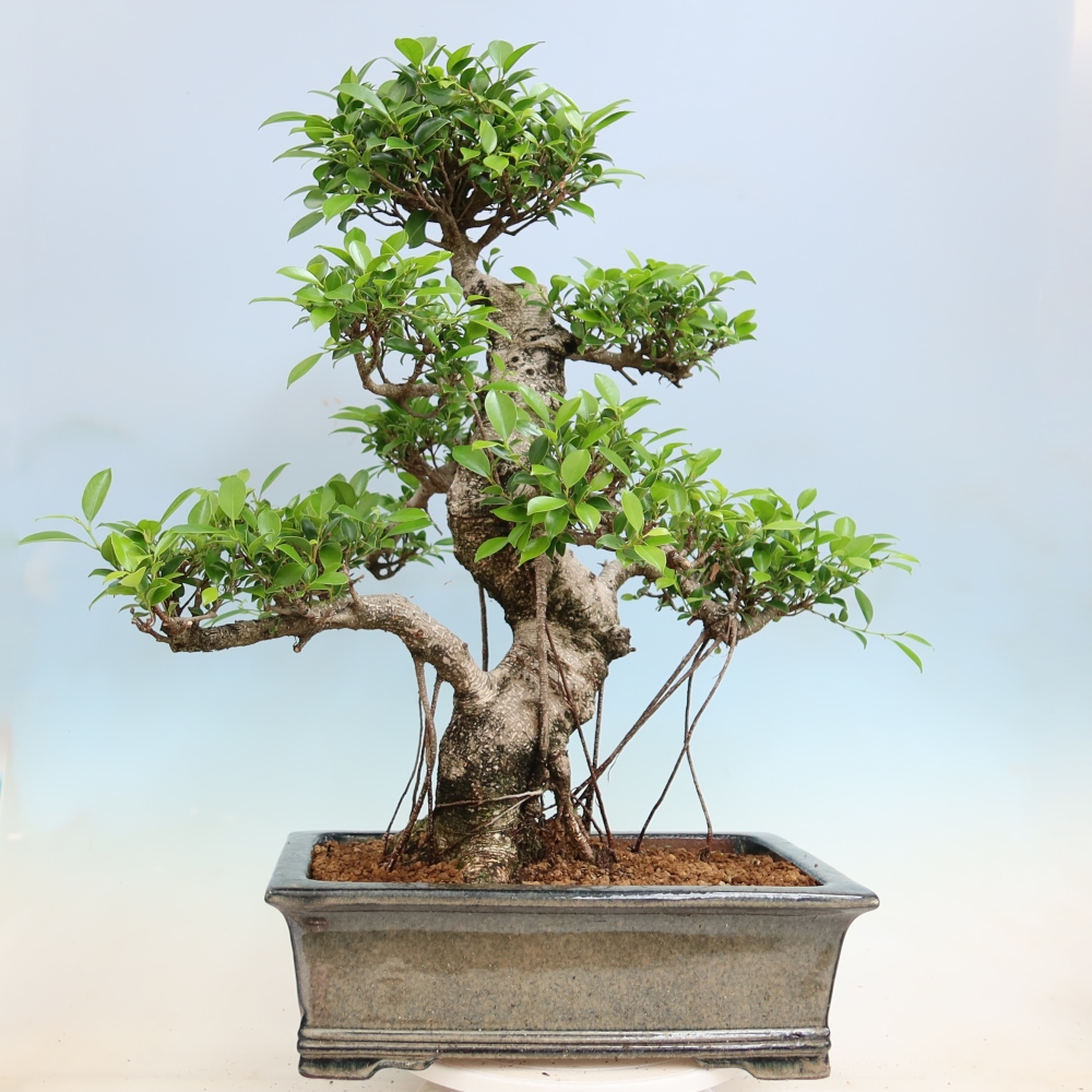 Salle bonsaï - Ficus kimmen - ficus à petites feuilles