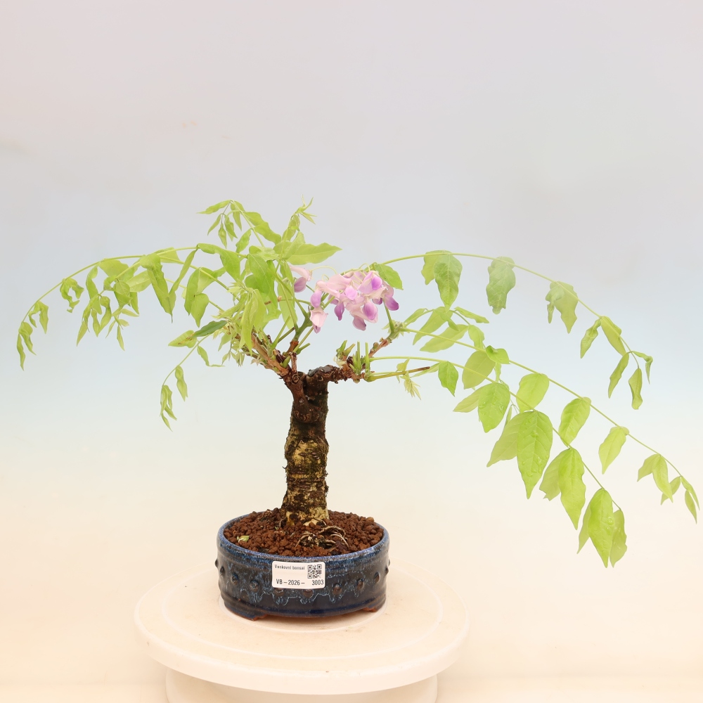 Bonsaï d'extérieur - Wisteria floribunda