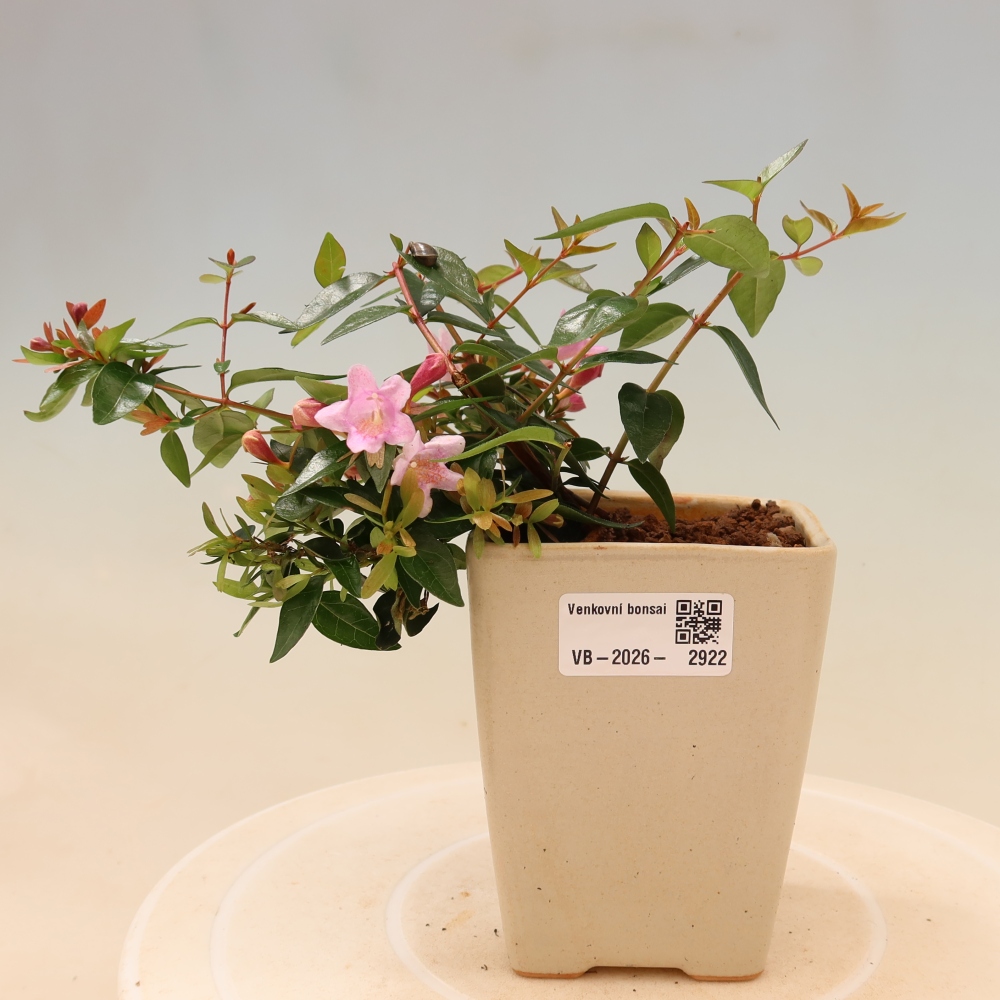 Bonsaï d'extérieur - Abelia Edward Goucher - Abélia à grandes fleurs