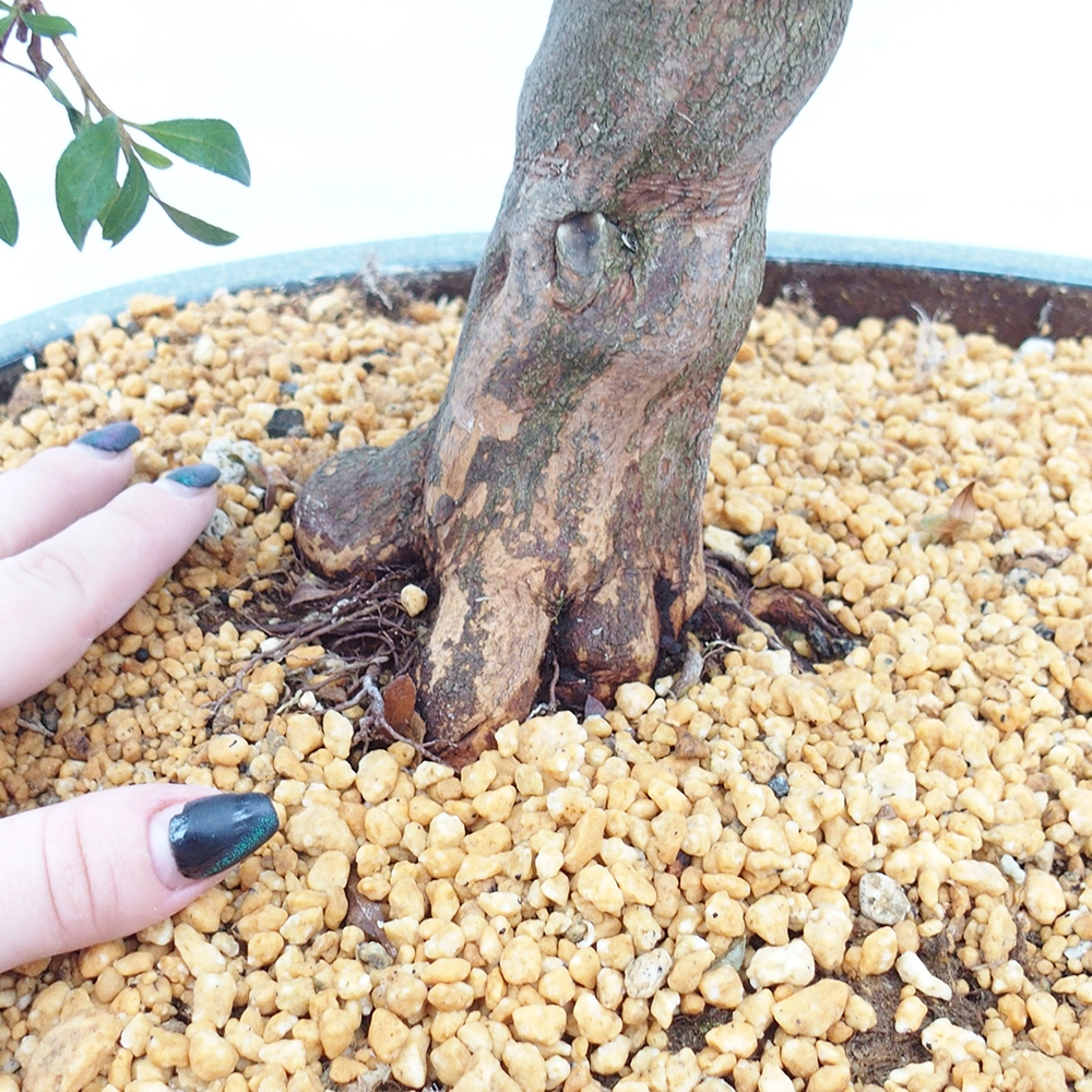 Bonsaï d'extérieur - Azalée japonaise - Azalée CHIHIRO