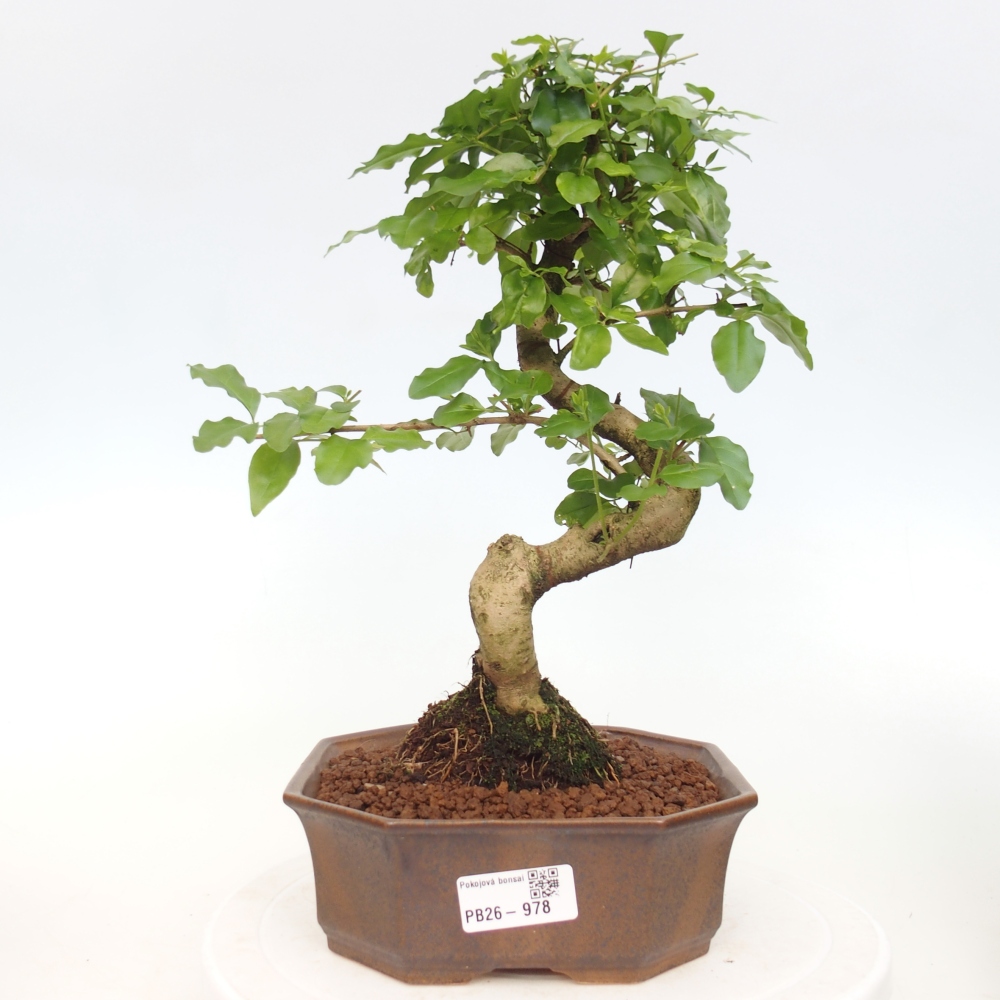 Bonsaï de chambre -Ligustrum chinensis - Bec d'oiseau