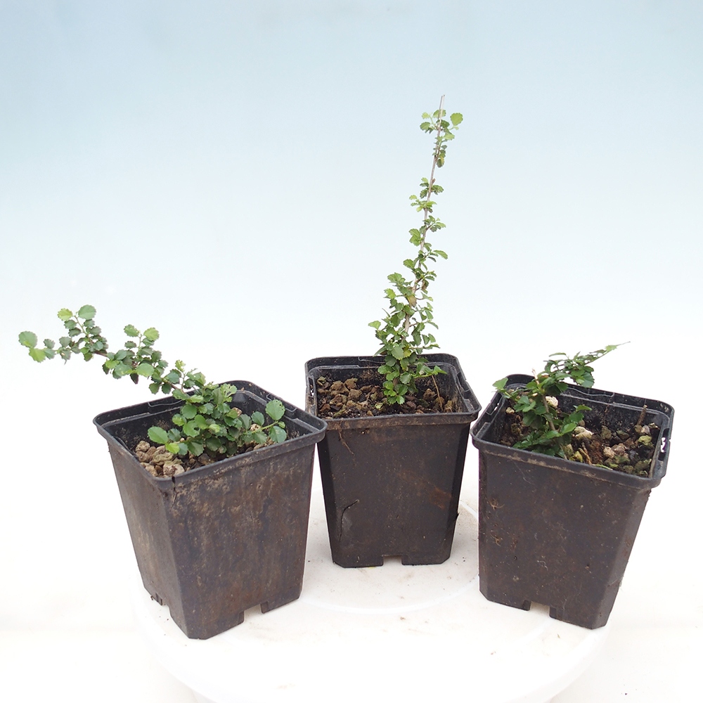 Bonsaï de chambre - Grewia sp. - Grewia à petites feuilles en conteneur