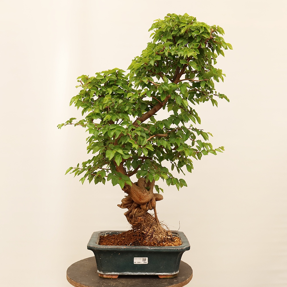 Bonsaï d'extérieur -Carpinus Coreana - Charme de Corée