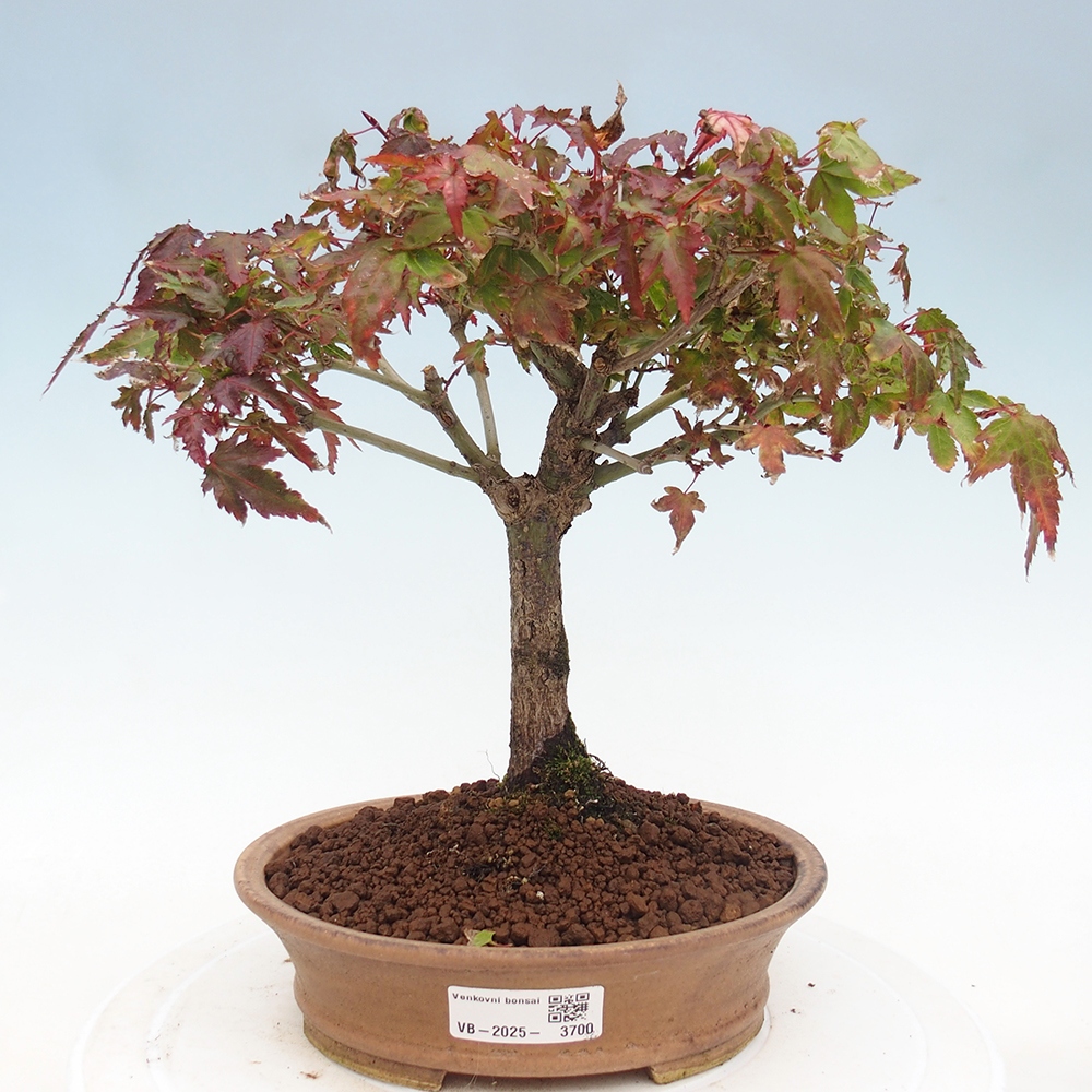 Acer palmatum KIOHIME - Érable palmé