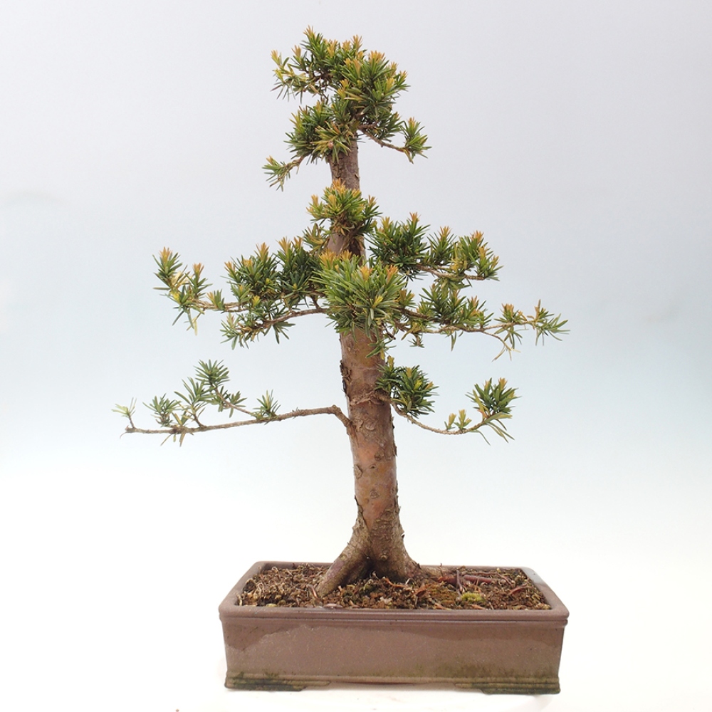 Bonsaï d'extérieur - Taxus cuspidata - If japonais