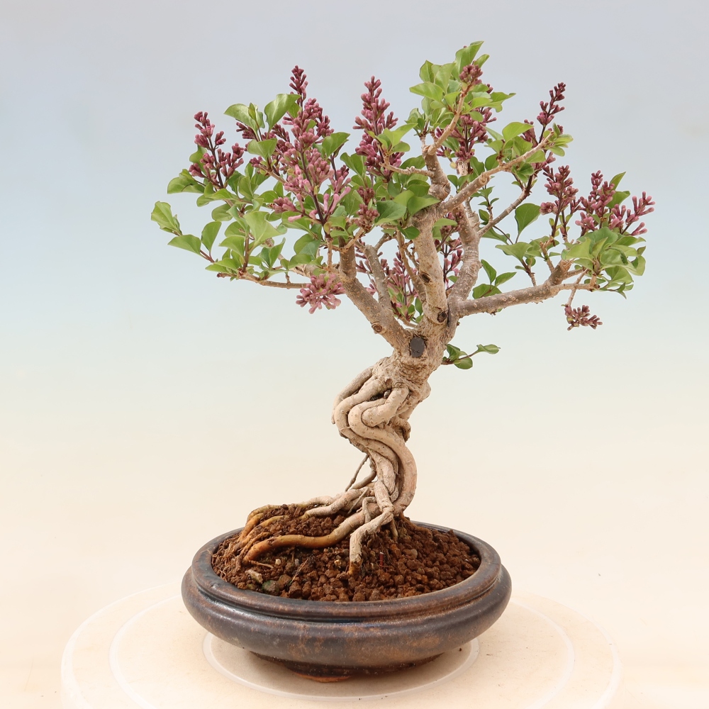 Bonsaï d'extérieur - Syringa microphylla - lilas à petites fleurs
