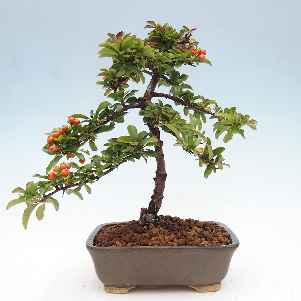 Bonsaï d'extérieur-Pyracantha Teton -Hlox