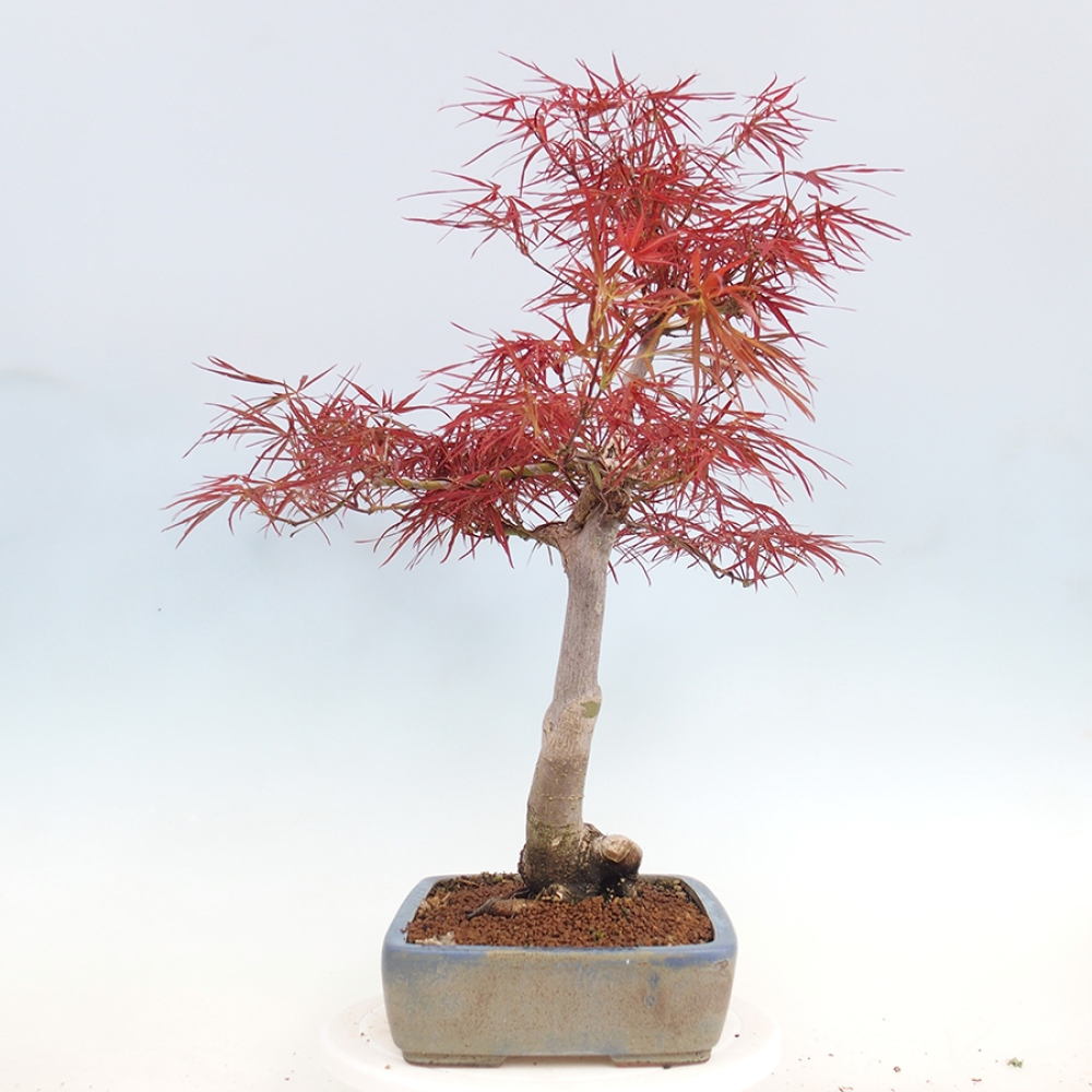 Bonsaï d'extérieur - Acer palmatum RED PYGMY