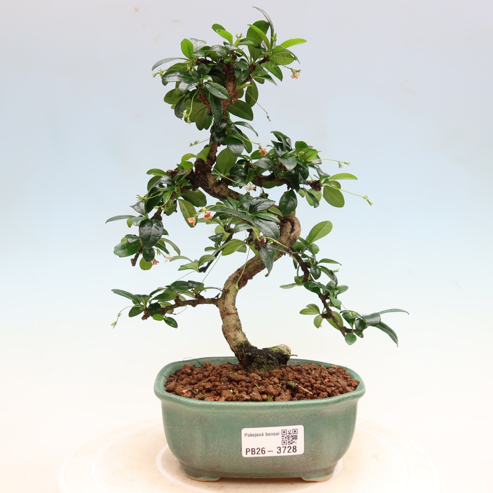 Bonsaï de chambre - Carmona macrophylla - Tea fuki