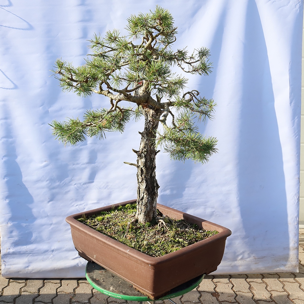 Pinus sylvestris Espagne - pin sylvestre