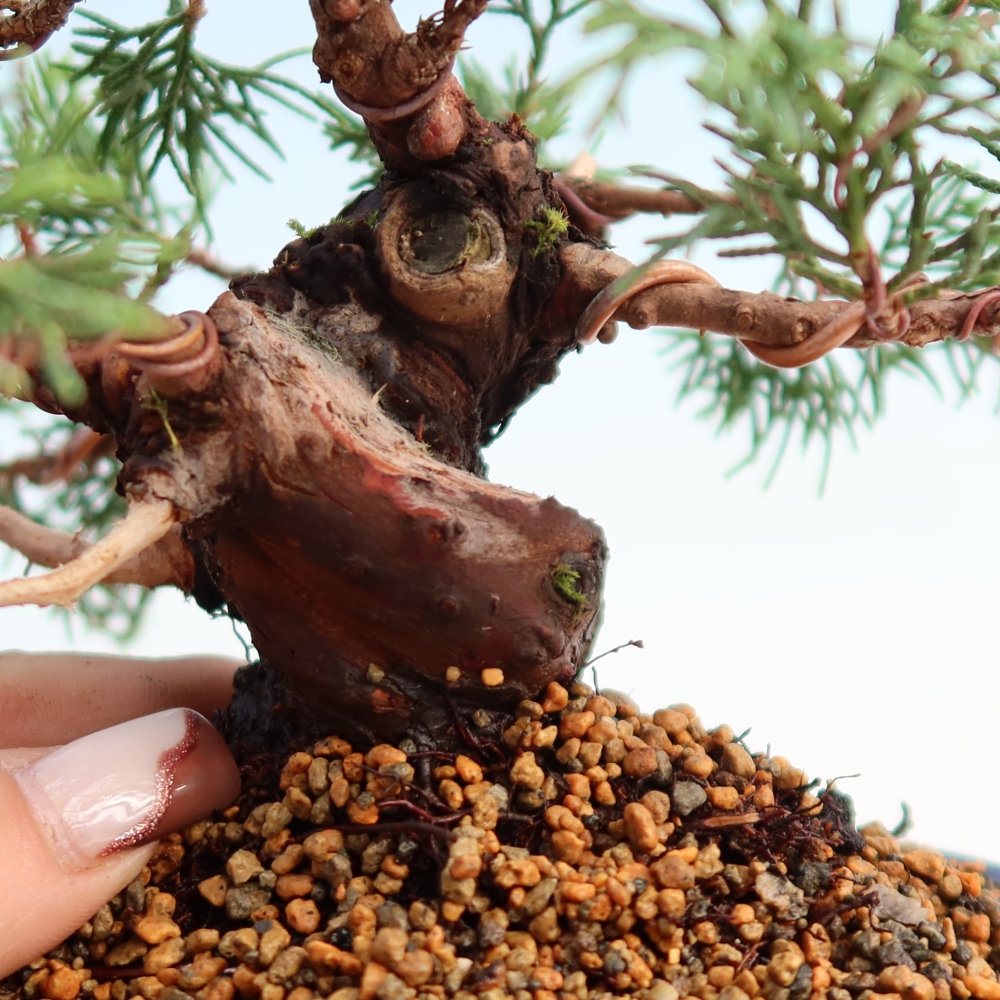 Bonsaï d'extérieur - Juniperus chinensis Itoigawa