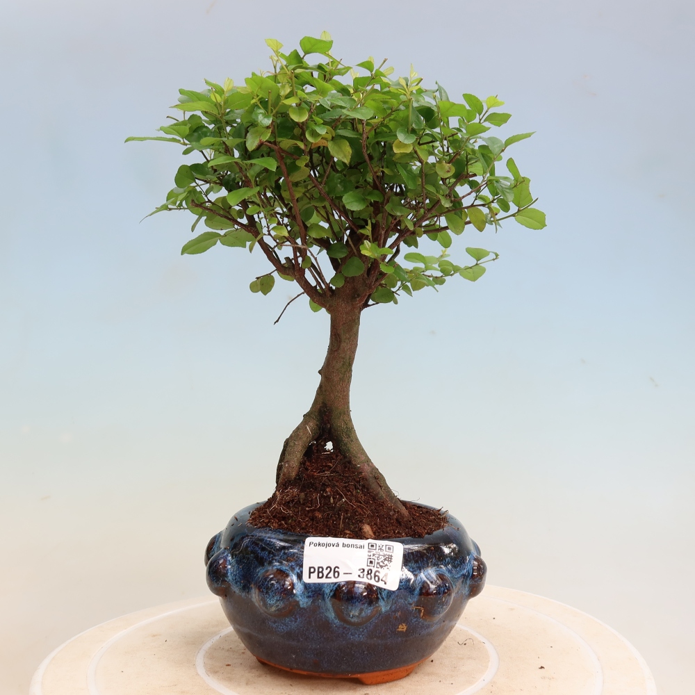 Bonsaï de chambre - Sageretia thea - Sageretia thea