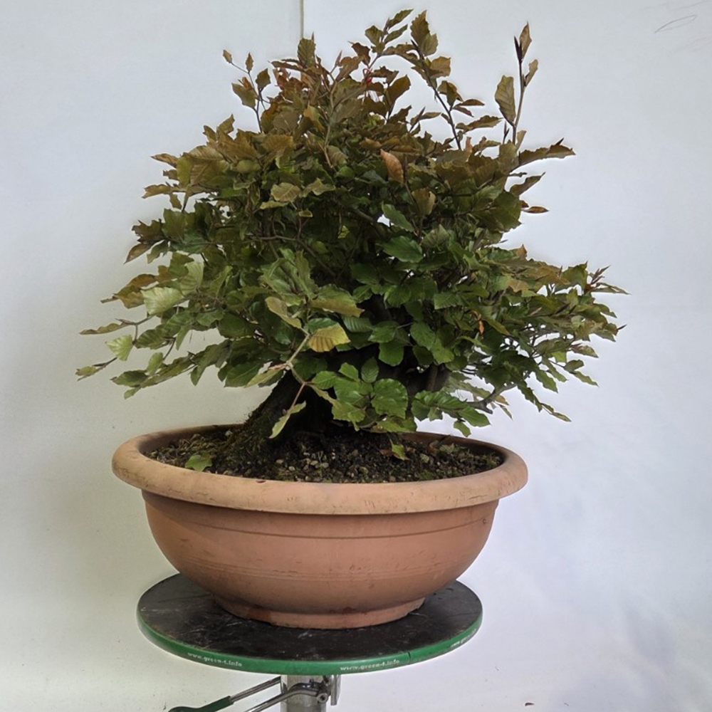 Bonsaï d'extérieur-Fagus sylvatica