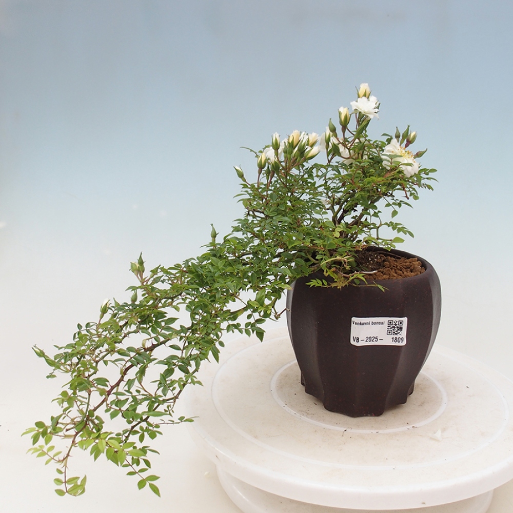 Bonsaï d'extérieur - Rosa Sea Foam - rose