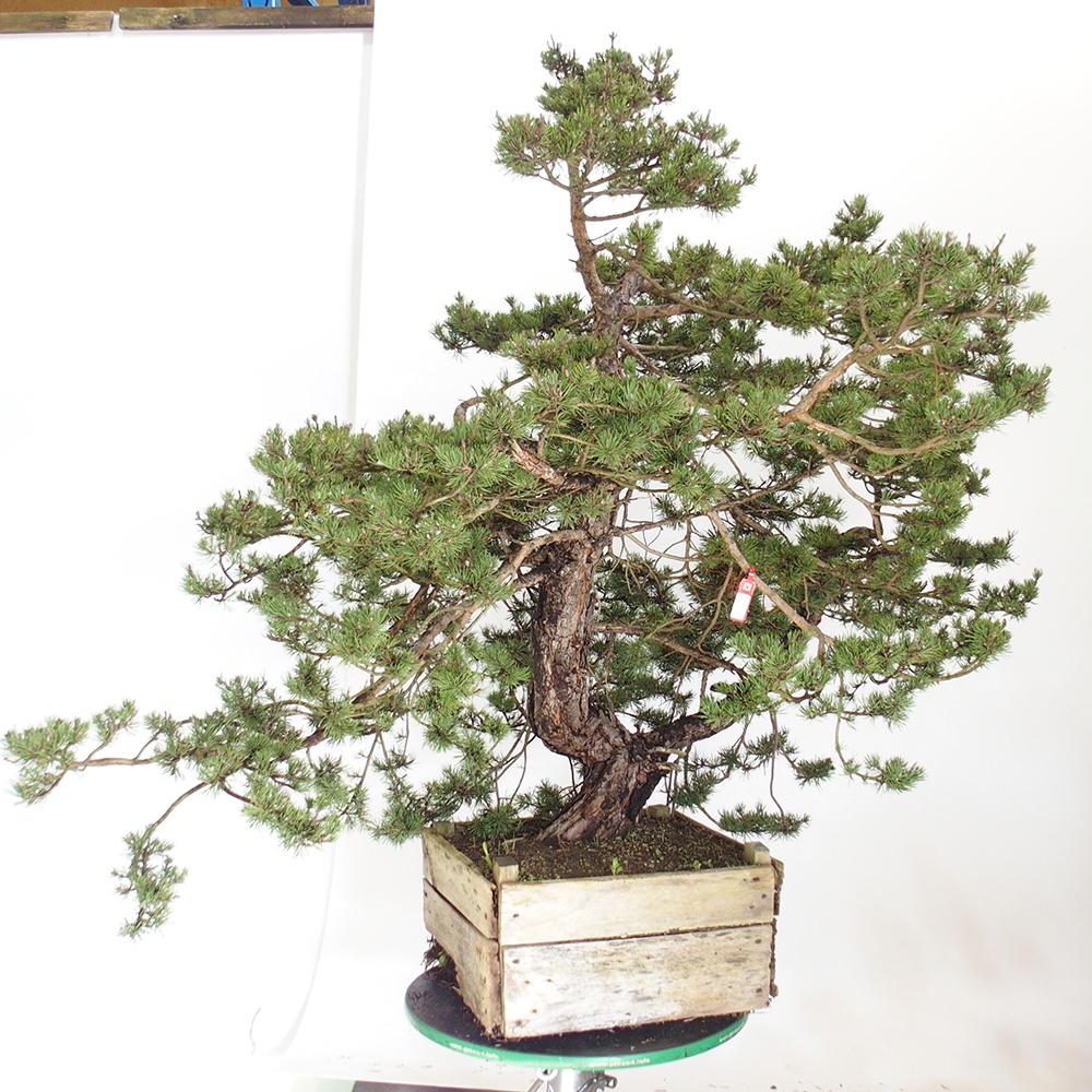 Yamadori - Pinus sylvestris Espagne