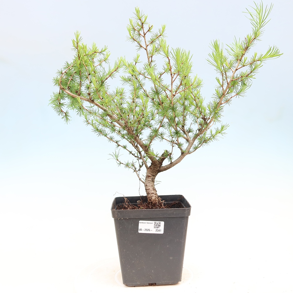 Bonsaï d'extérieur -Larix decidua - Mélèze