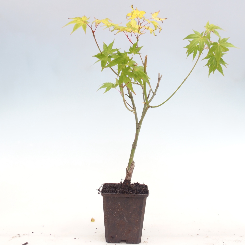 Bonsaï d'extérieur -Javor golden palm - Acer palmatum Aureum en conteneur