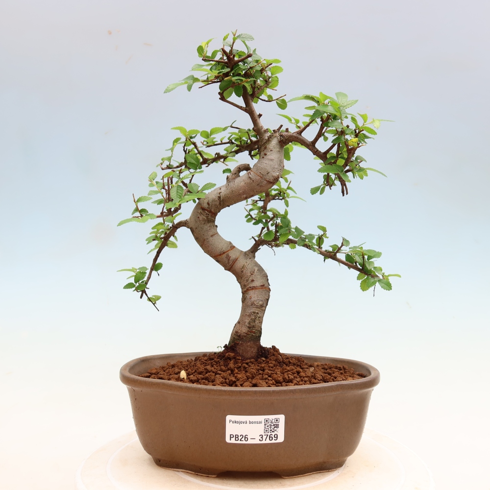 Bonsaï de chambre - Ulmus parvifolia - Orme à petites feuilles