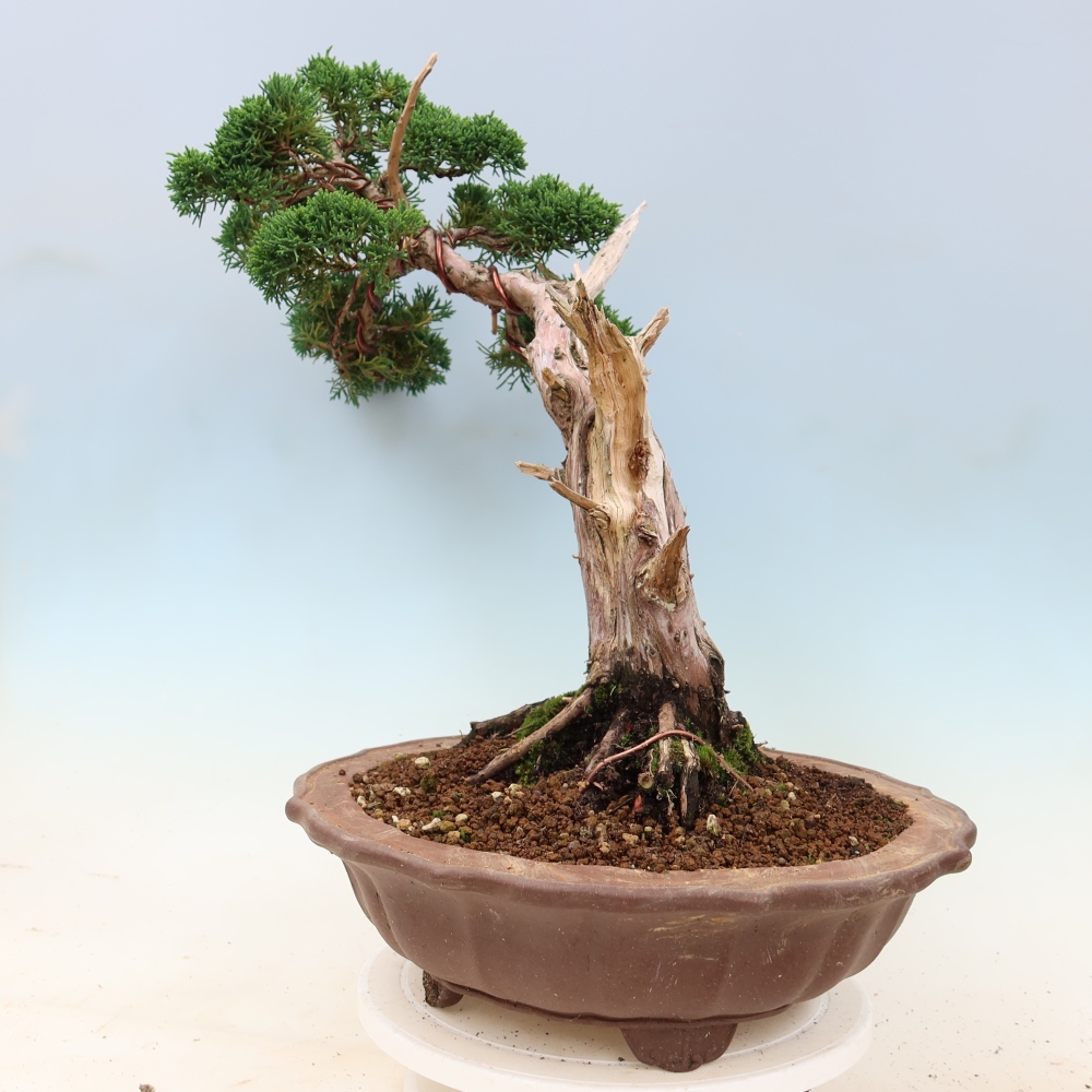 Bonsaï d'extérieur - Juniperus chinensis Kishu